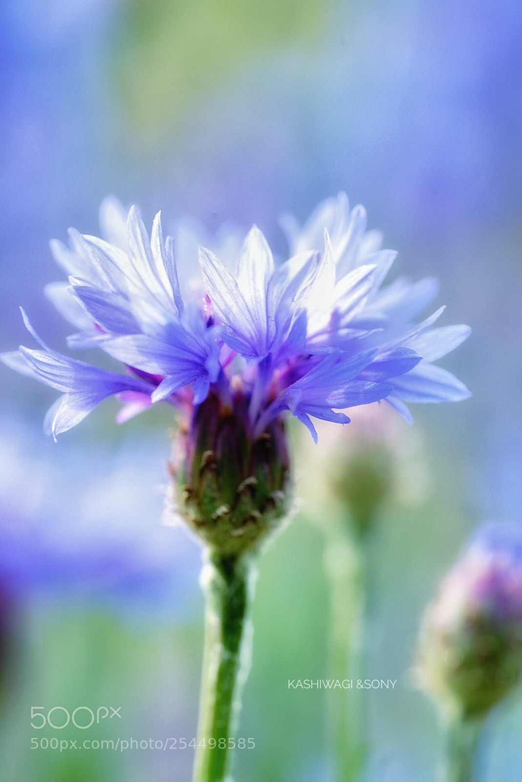 Sony a7 II sample photo. Blue blue green photography