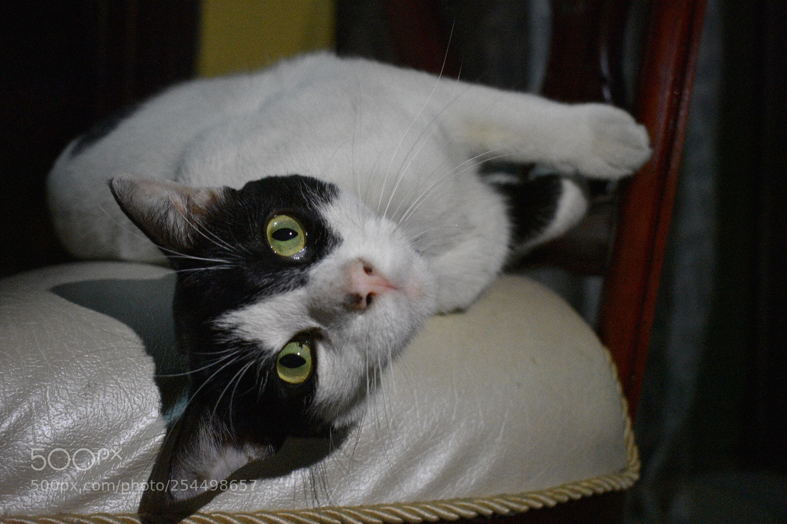 Nikon D3400 sample photo. Gato lucky feliz  photography