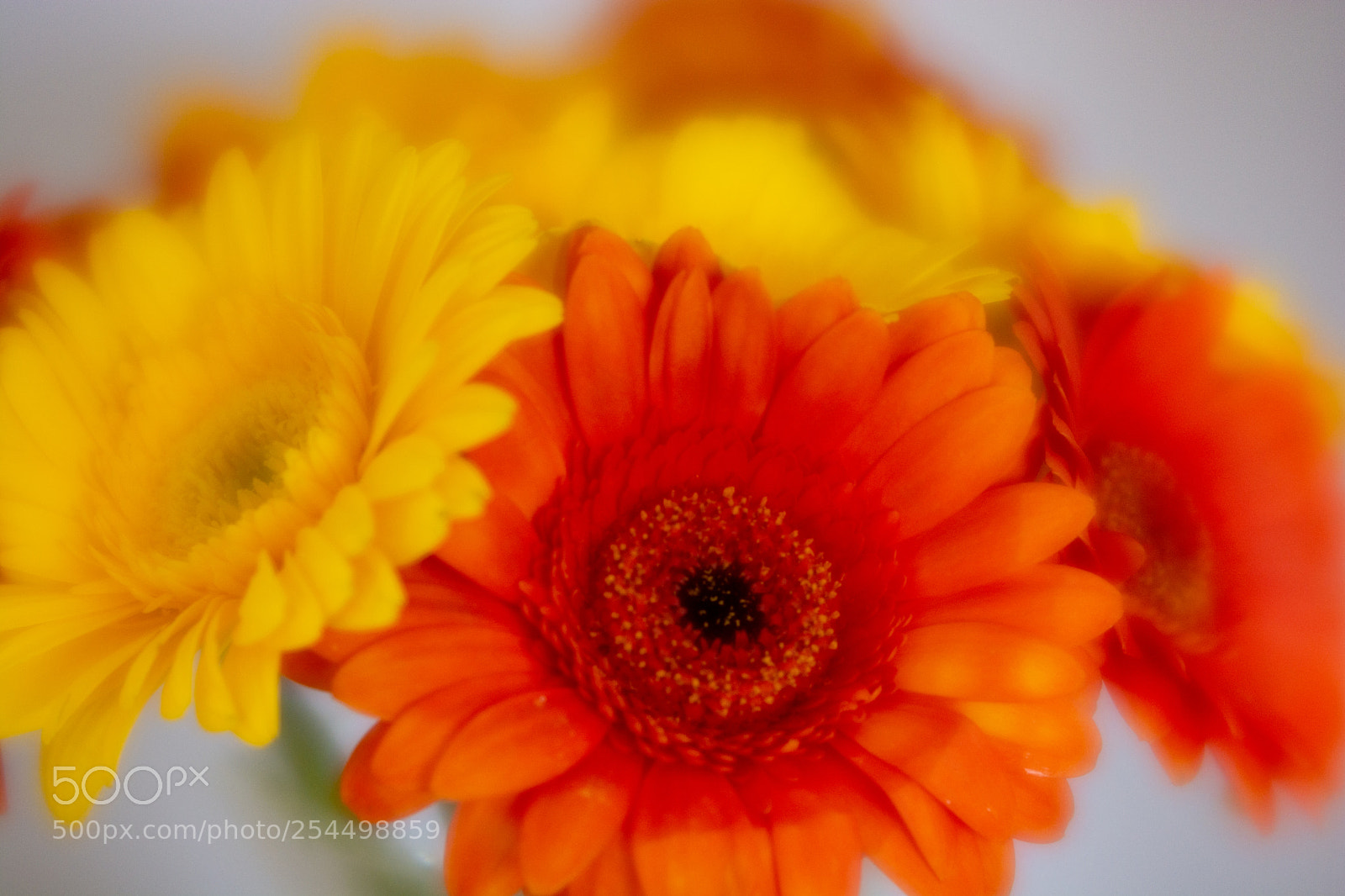 Nikon D7100 sample photo. Soft gerber bunch photography
