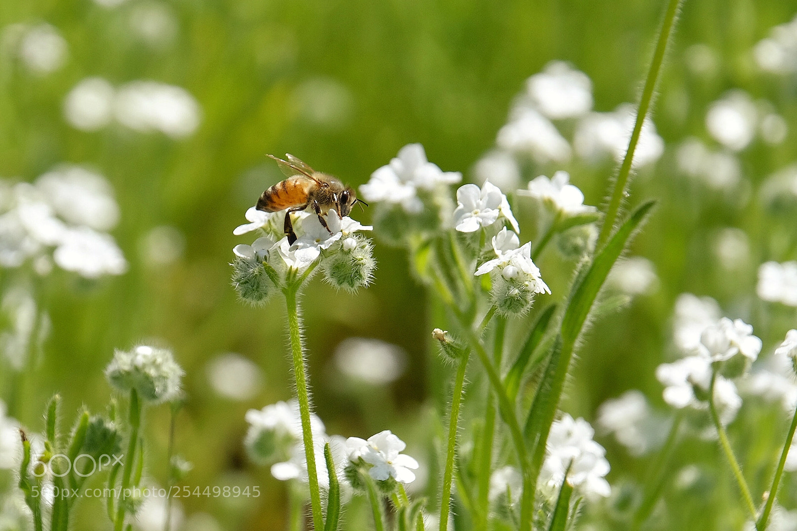 Fujifilm X-T1 sample photo. Busy bees photography
