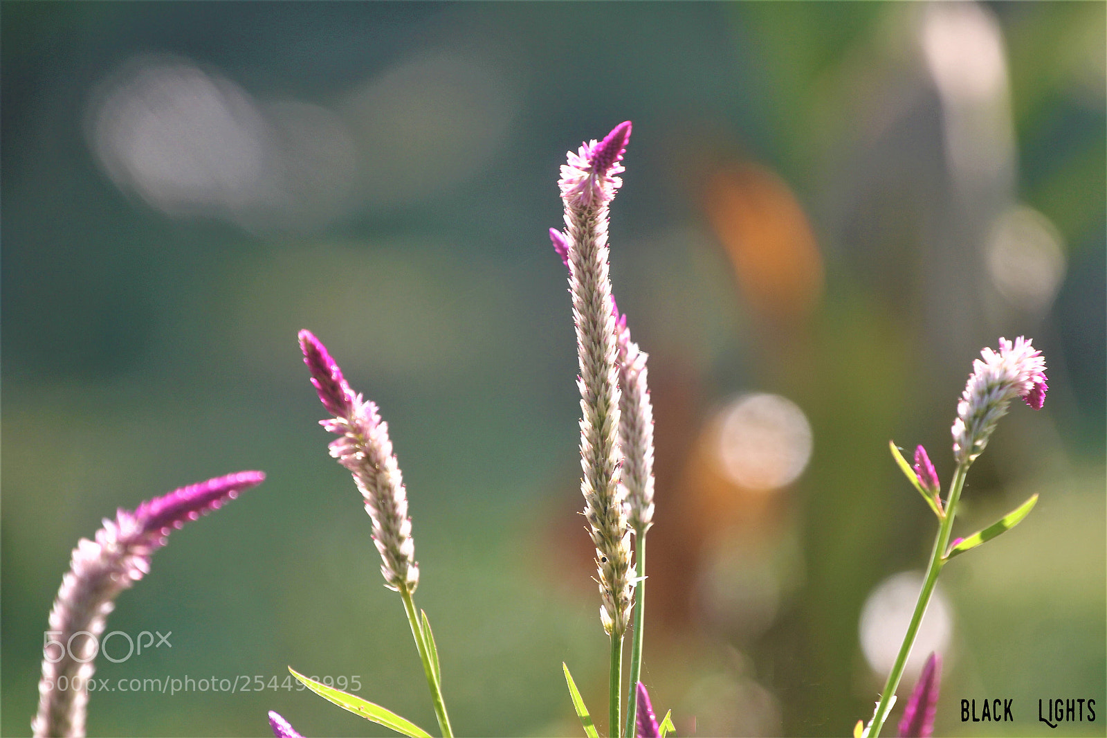 Canon EOS 550D (EOS Rebel T2i / EOS Kiss X4) sample photo. Flowers photography