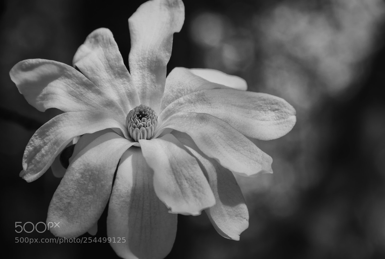Canon EOS 800D (EOS Rebel T7i / EOS Kiss X9i) sample photo. Magnolia blossom photography