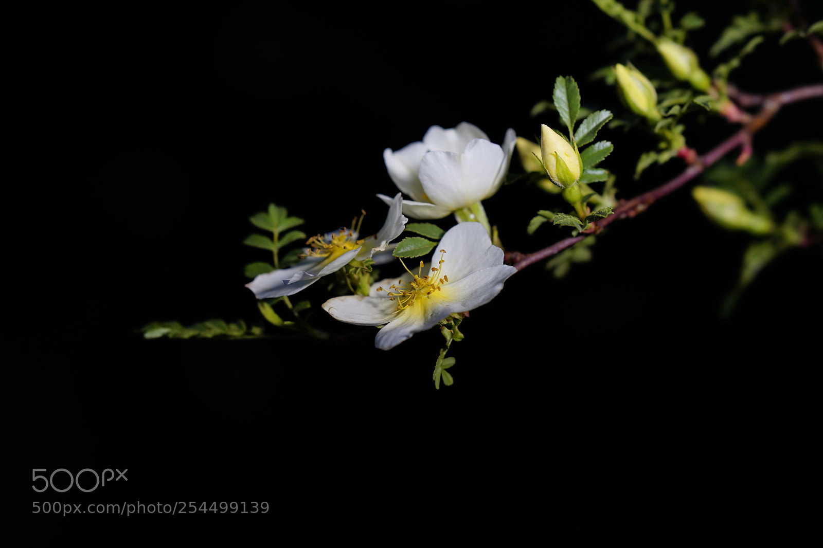 Sony a7 II sample photo. 舒展 photography