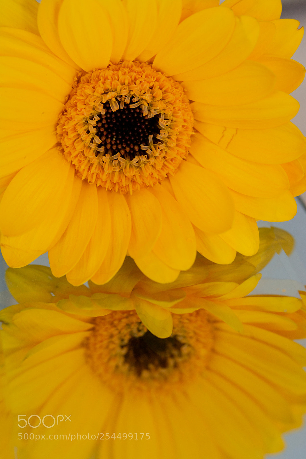 Nikon D7100 sample photo. Reflecting yellow gerber daisy photography