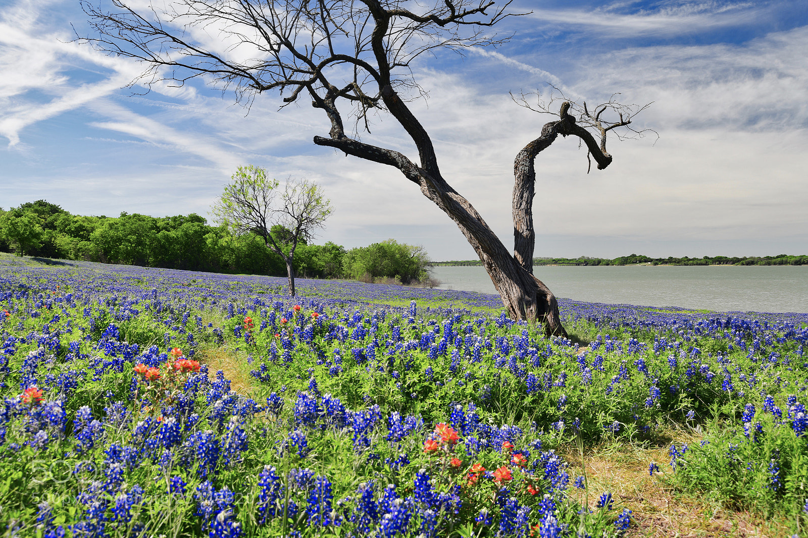 Nikon D850 sample photo. Bluebonnet landscape photography