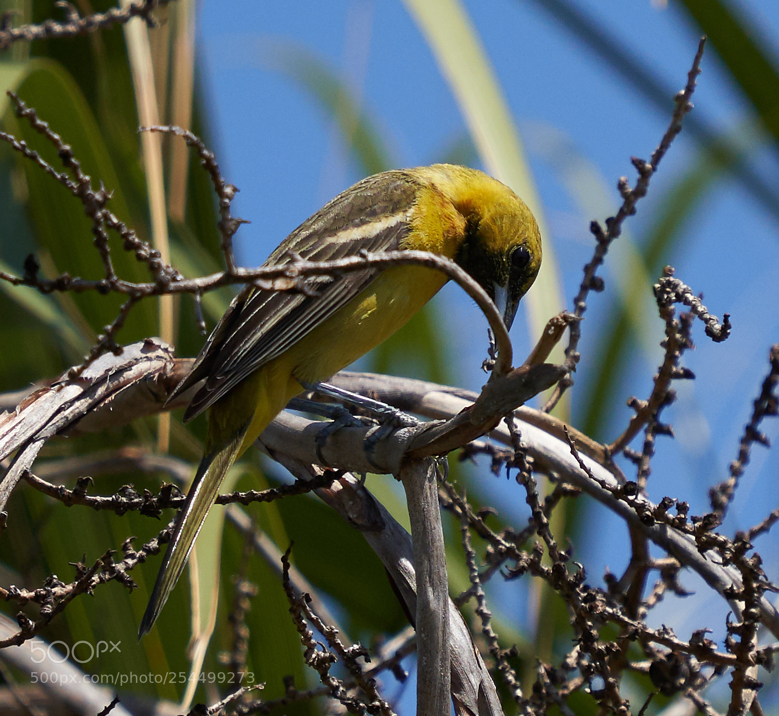 Sony a7R III sample photo. Orchard oriole (female) photography