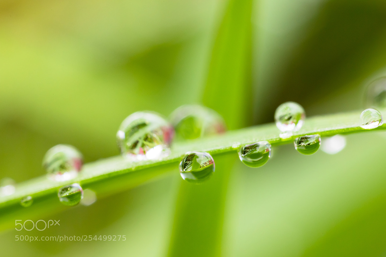Canon EOS 6D Mark II sample photo. Water drop photography