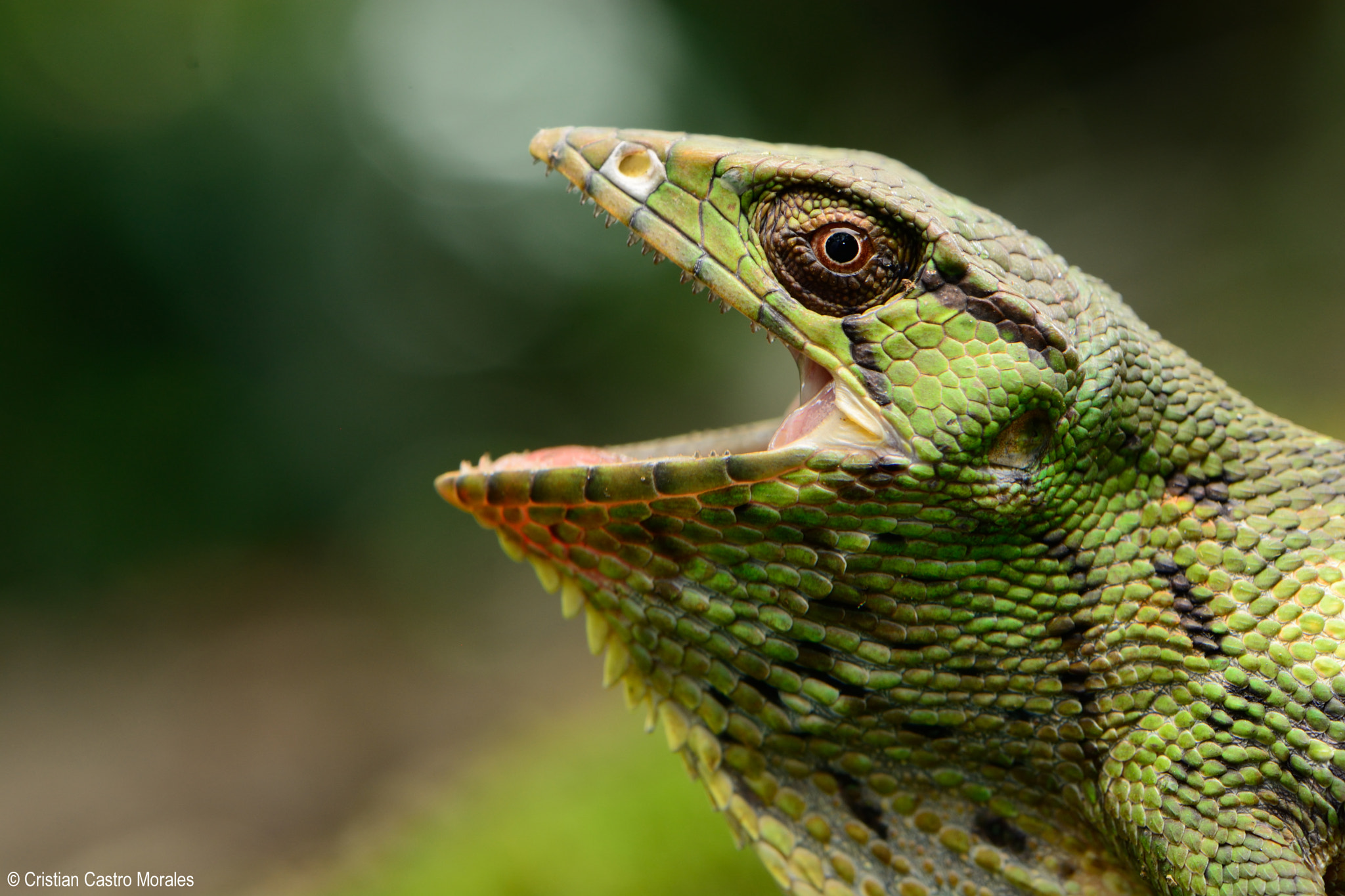 Nikon D7100 sample photo. Polychrus marmoratus (common monkey lizard) photography