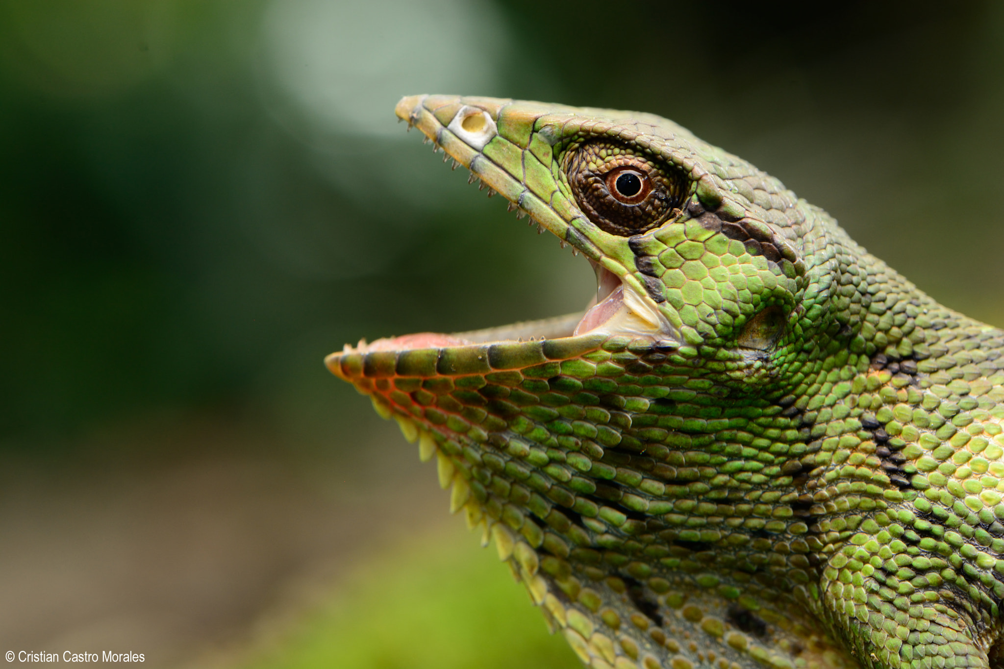 Nikon AF-S DX Micro-Nikkor 85mm F3.5G ED VR sample photo. Polychrus marmoratus (common monkey lizard) photography
