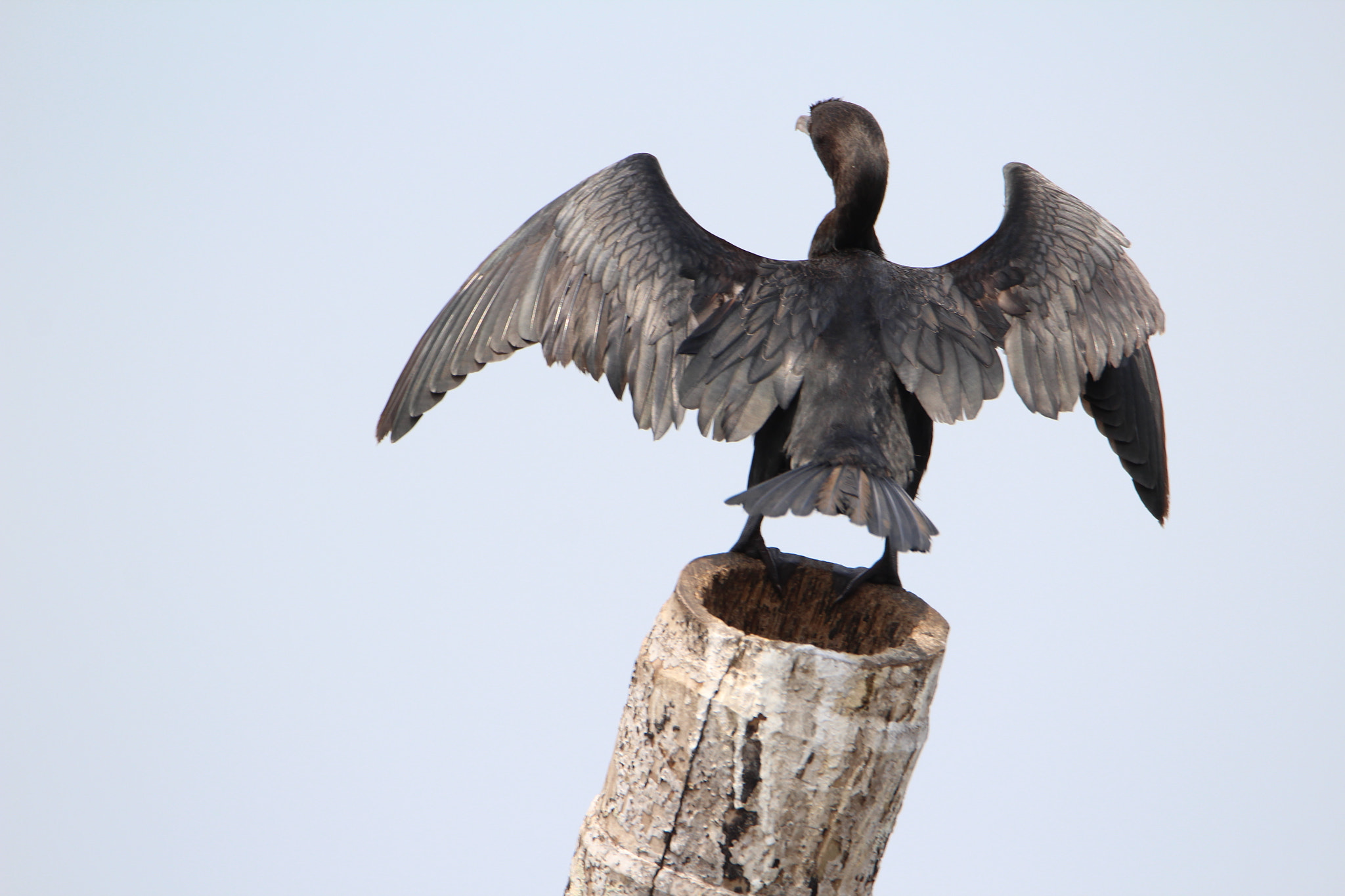 Tamron SP 150-600mm F5-6.3 Di VC USD sample photo