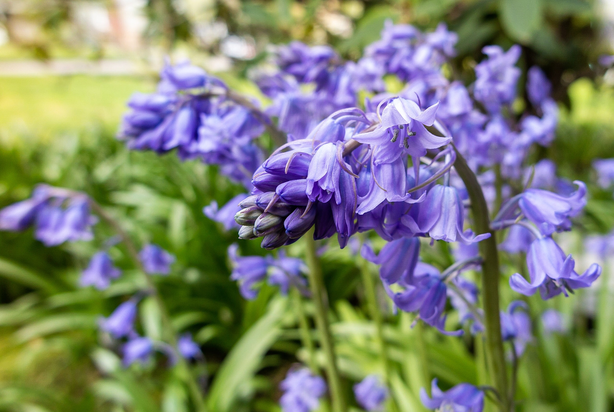 Canon PowerShot G1 X Mark II sample photo. Blooming bells photography
