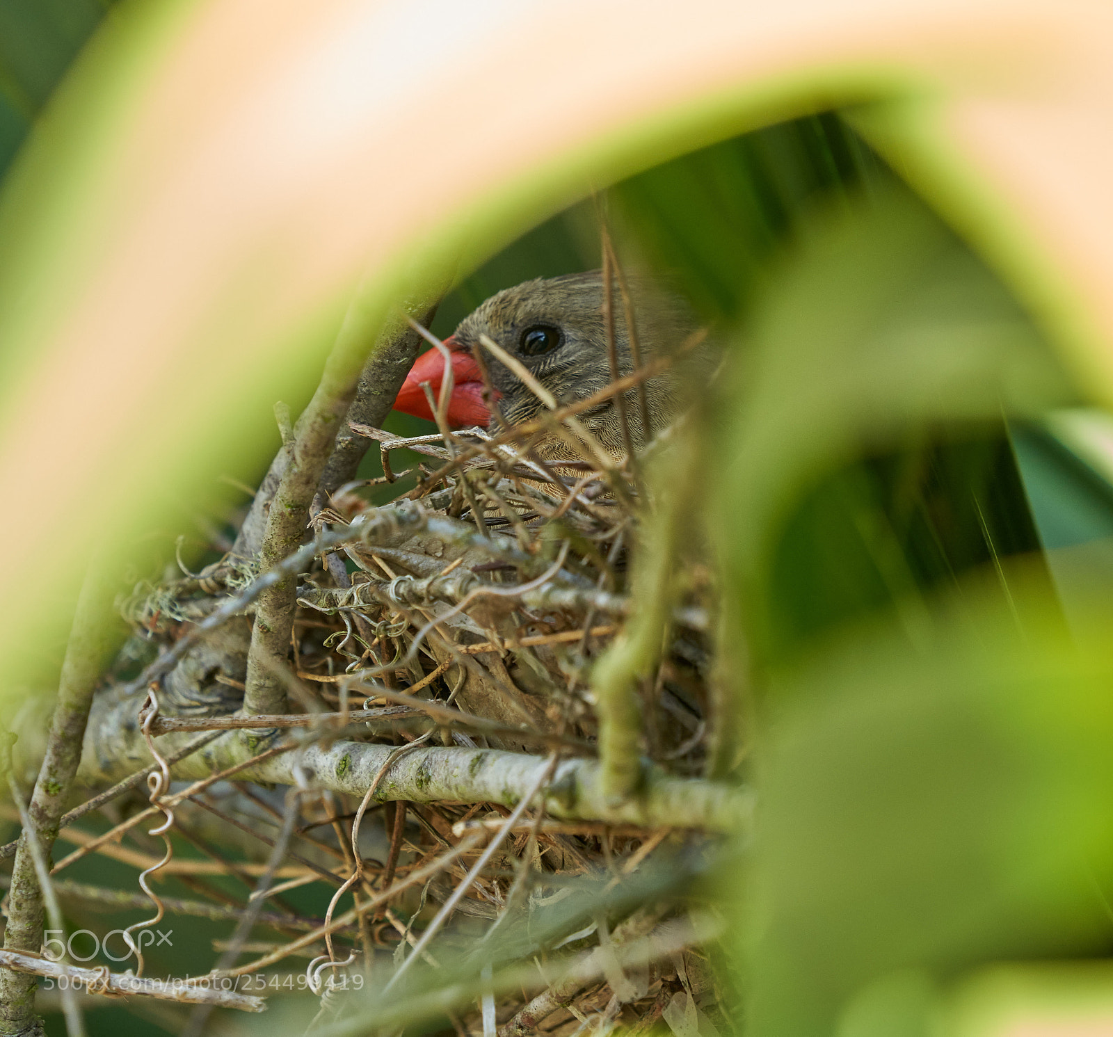 Sony a7R III sample photo. Cardinal on her well photography