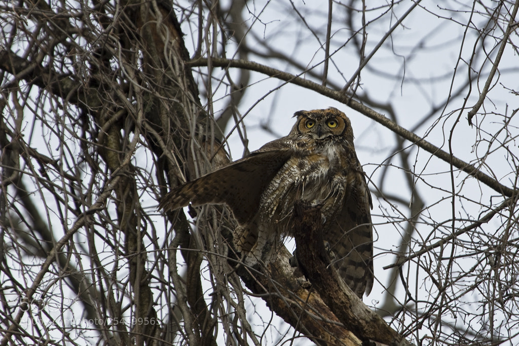 Canon EOS 7D Mark II sample photo. Great horned owl, connecticut, 2018 photography