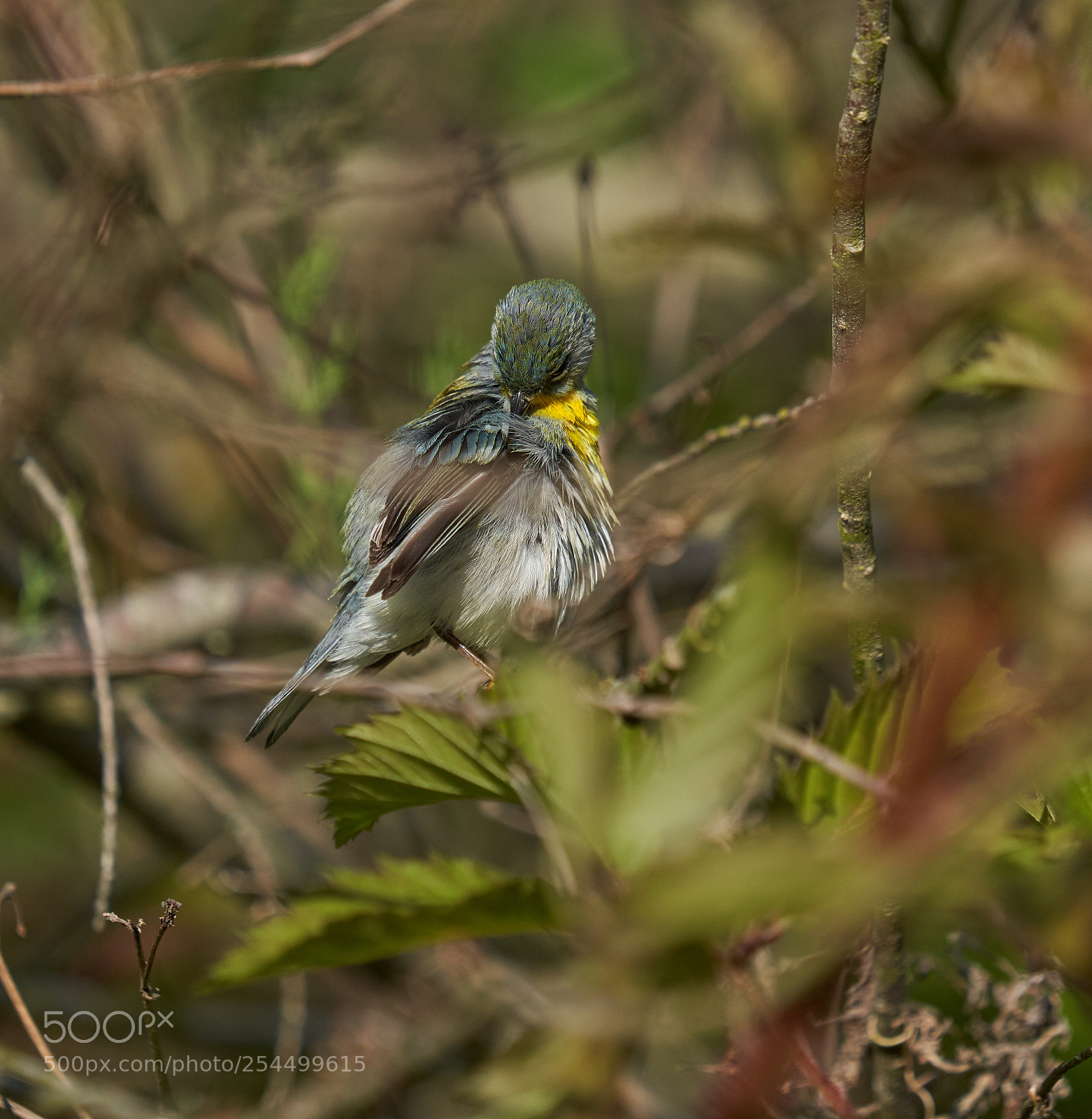 Sony a7R III sample photo. Northern parula photography