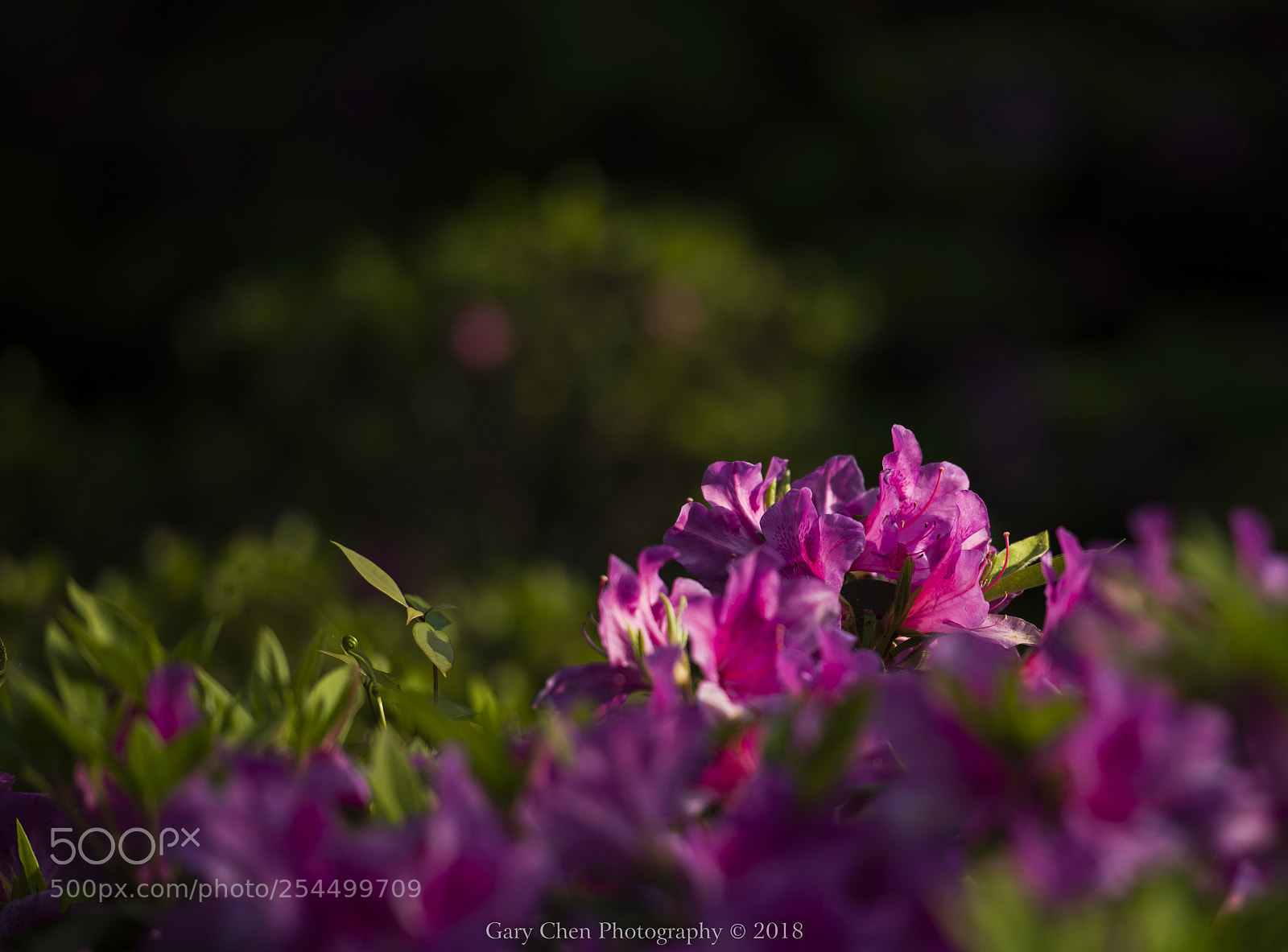 Nikon D810 sample photo. 晨曦杜鹃sims azalea photography