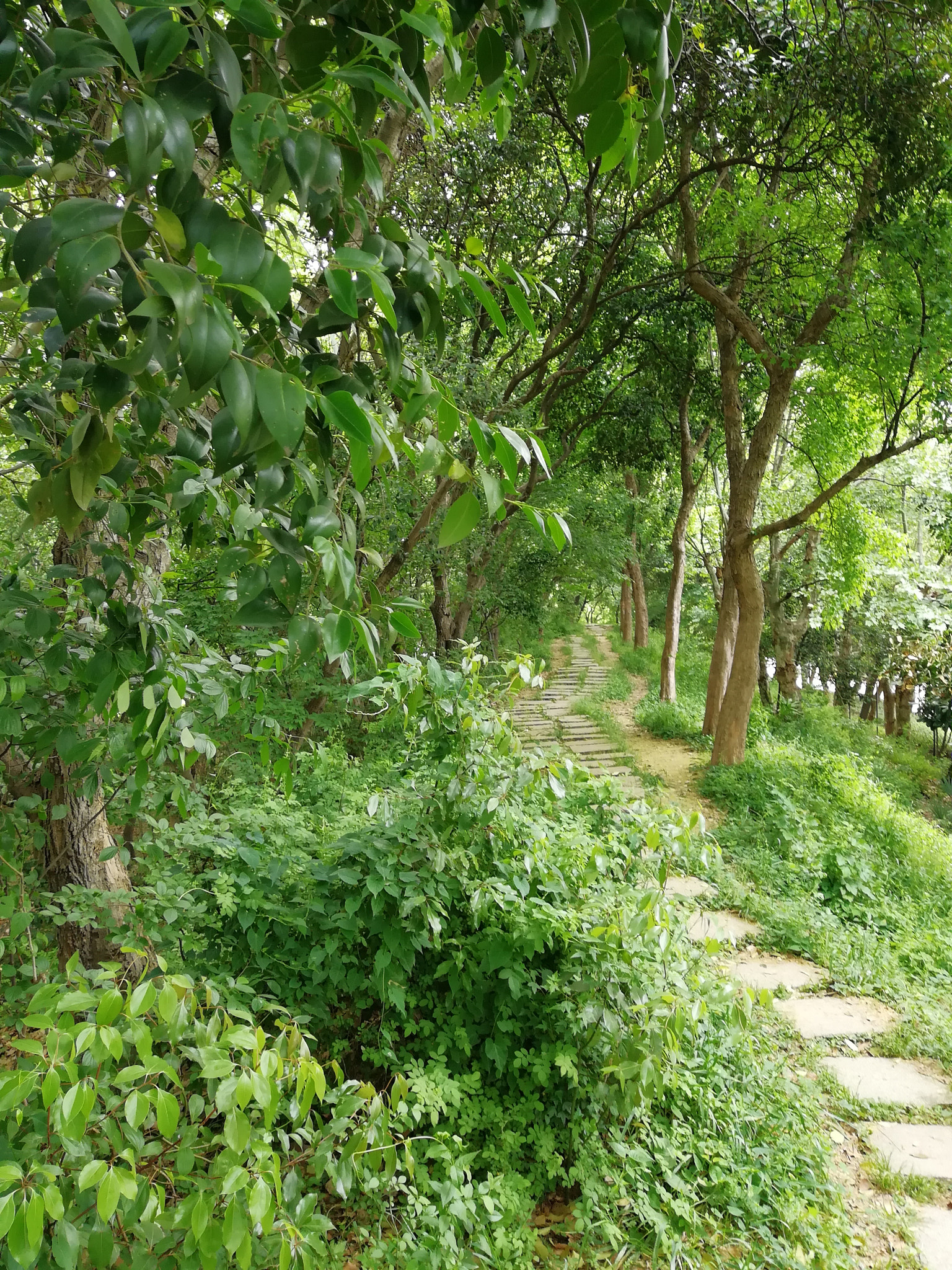 HUAWEI nova 2 Plus sample photo