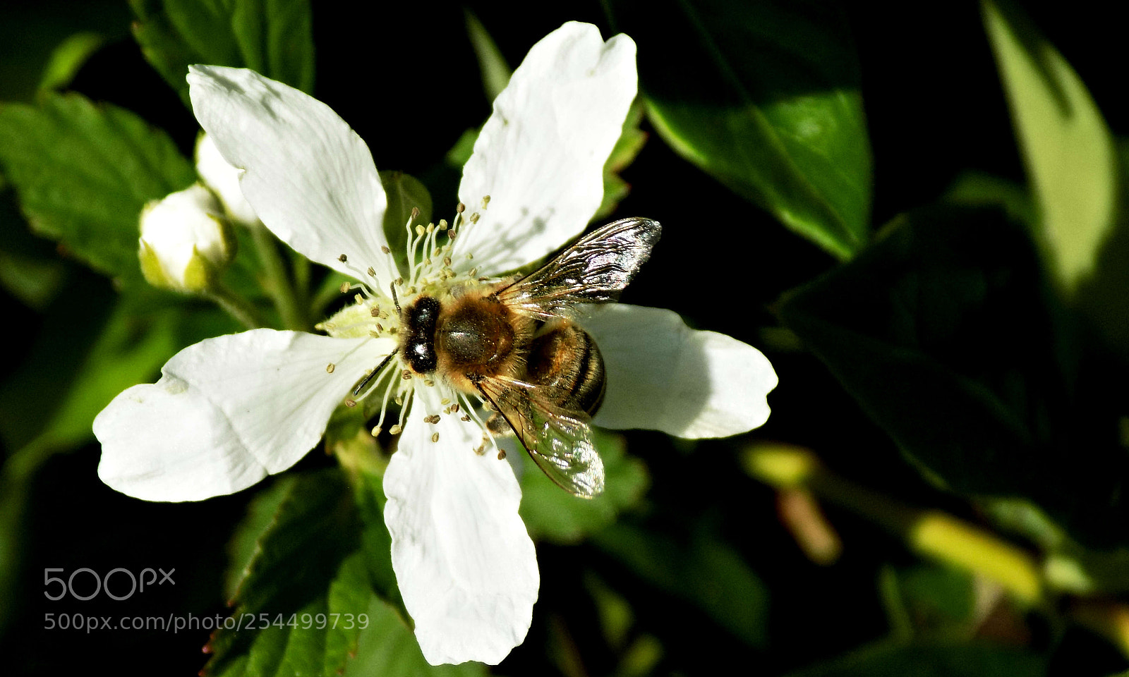 Nikon COOLPIX L340 sample photo. Honeybee on blackberry bloom photography