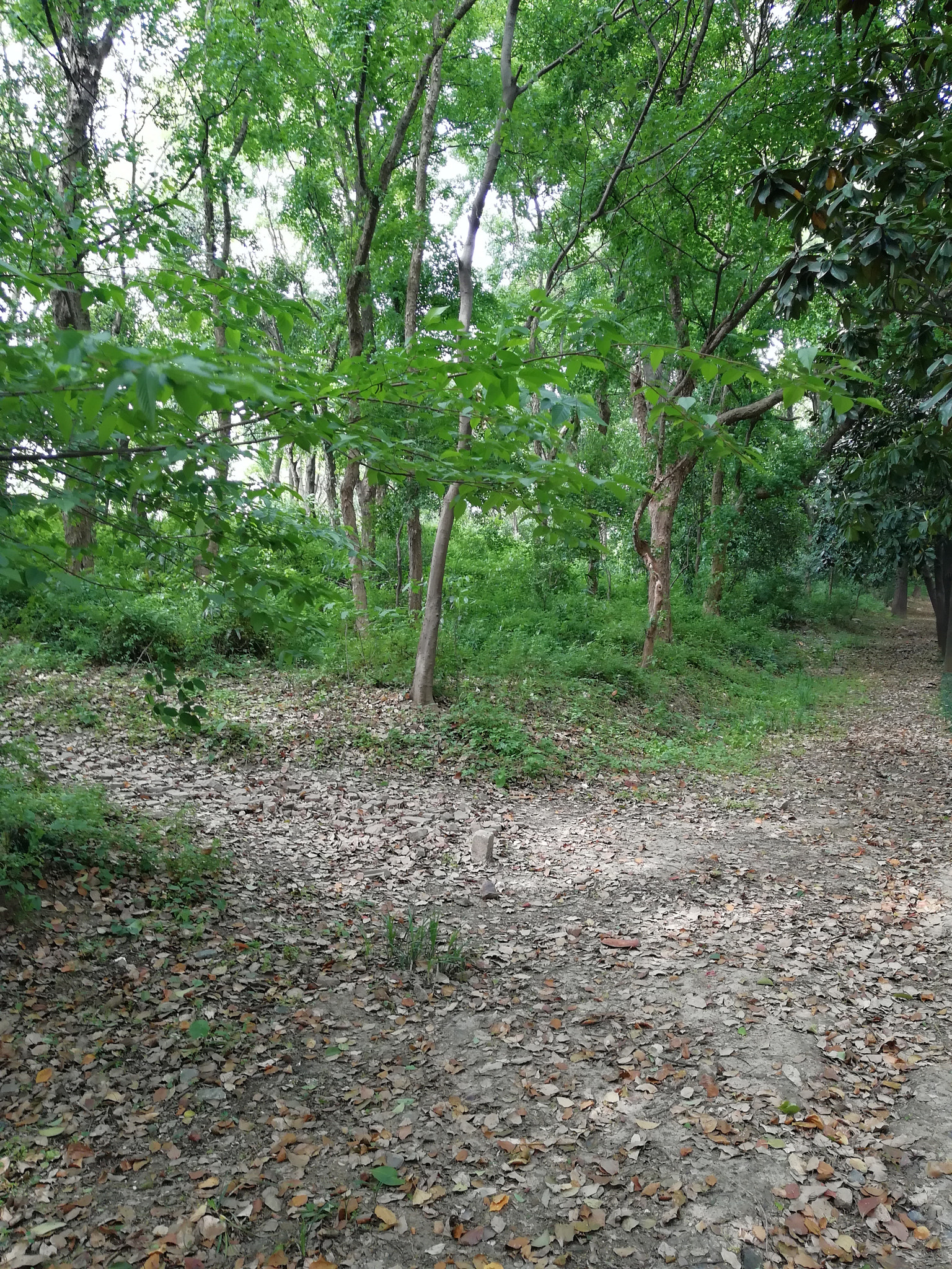 HUAWEI nova 2 Plus sample photo