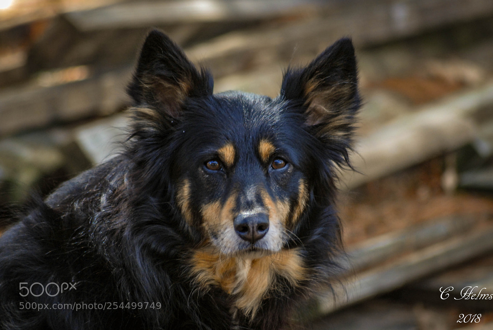 Nikon D200 sample photo. Shilah photography