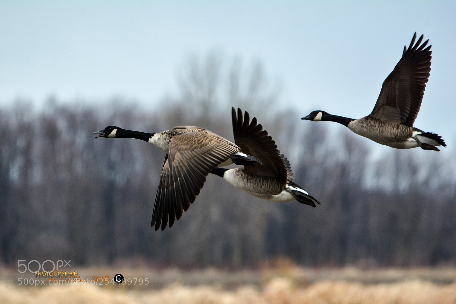 Nikon D7100 sample photo. Benaches photography