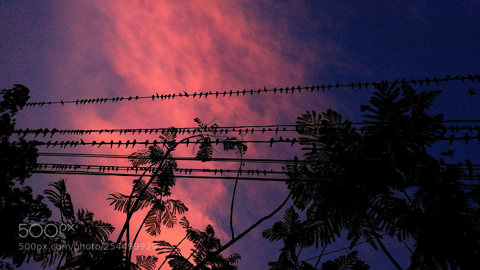 LG G5 sample photo. Birds chillining photography