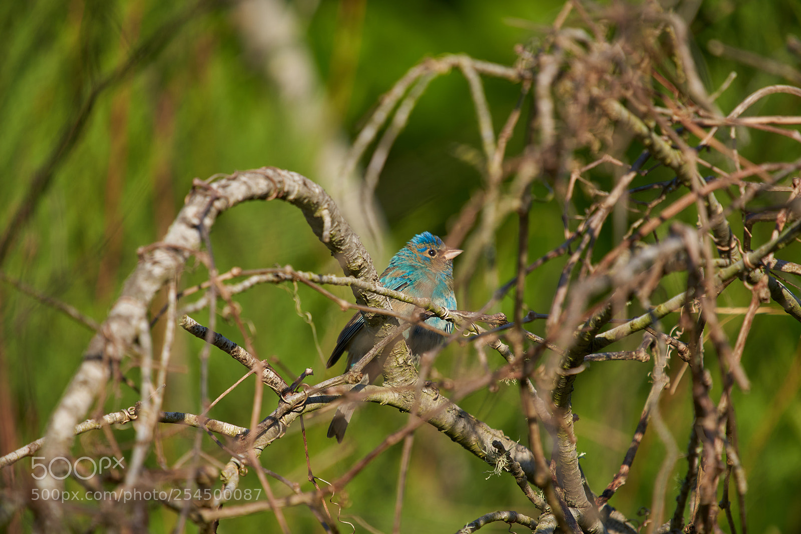 Sony a7R III sample photo. Indigo bunting photography