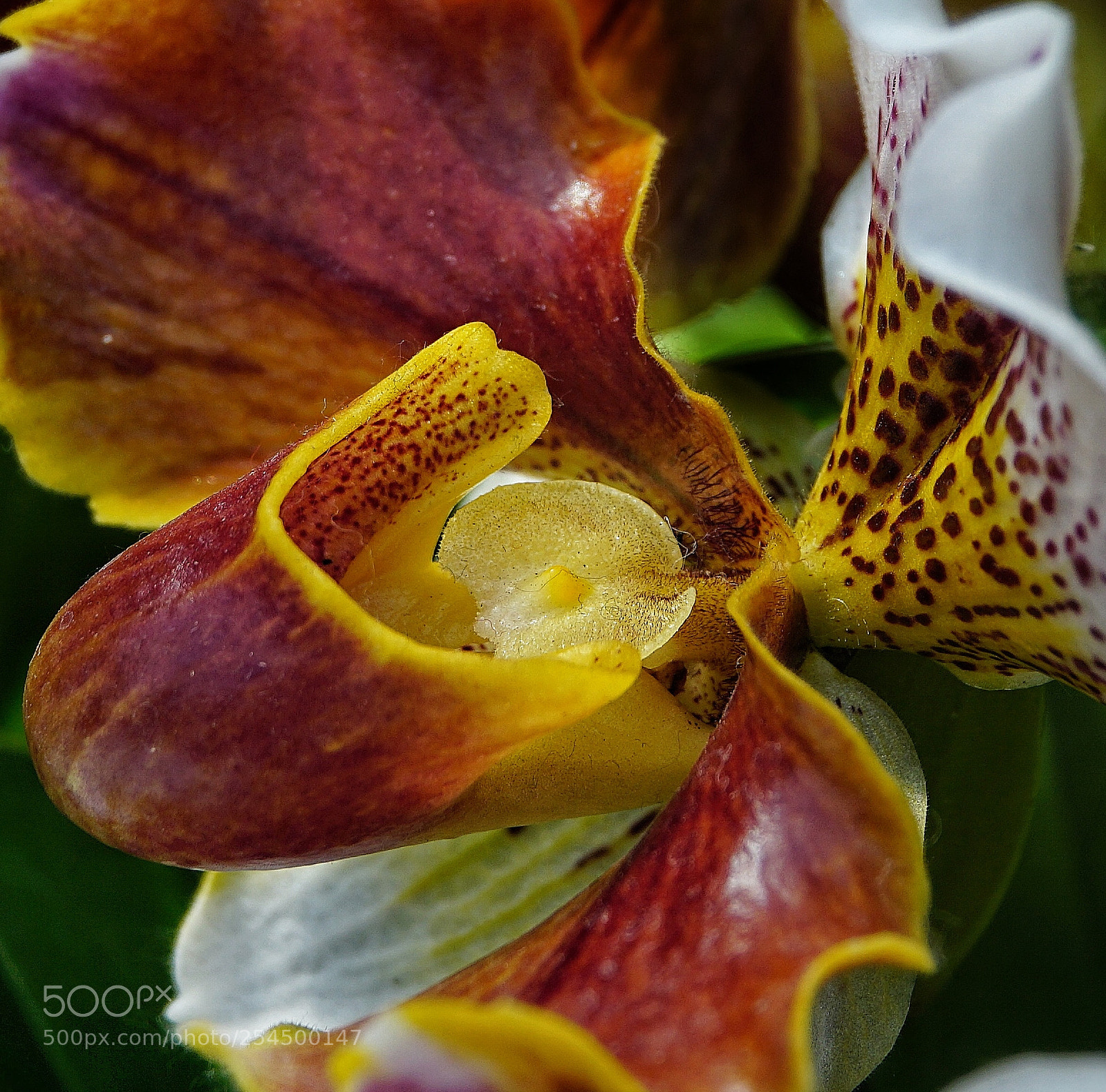 Sony a5100 sample photo. Orchid photography
