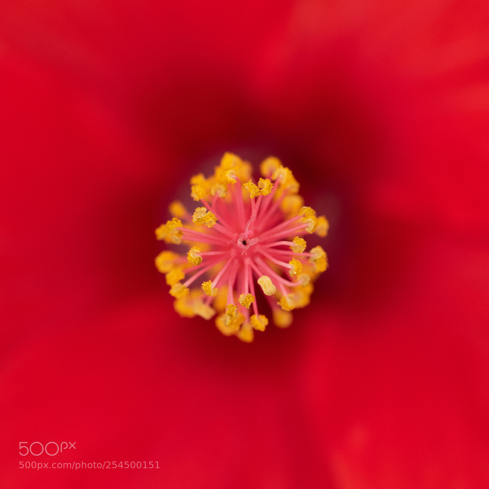 Canon EOS 7D Mark II sample photo. Flower in flower photography