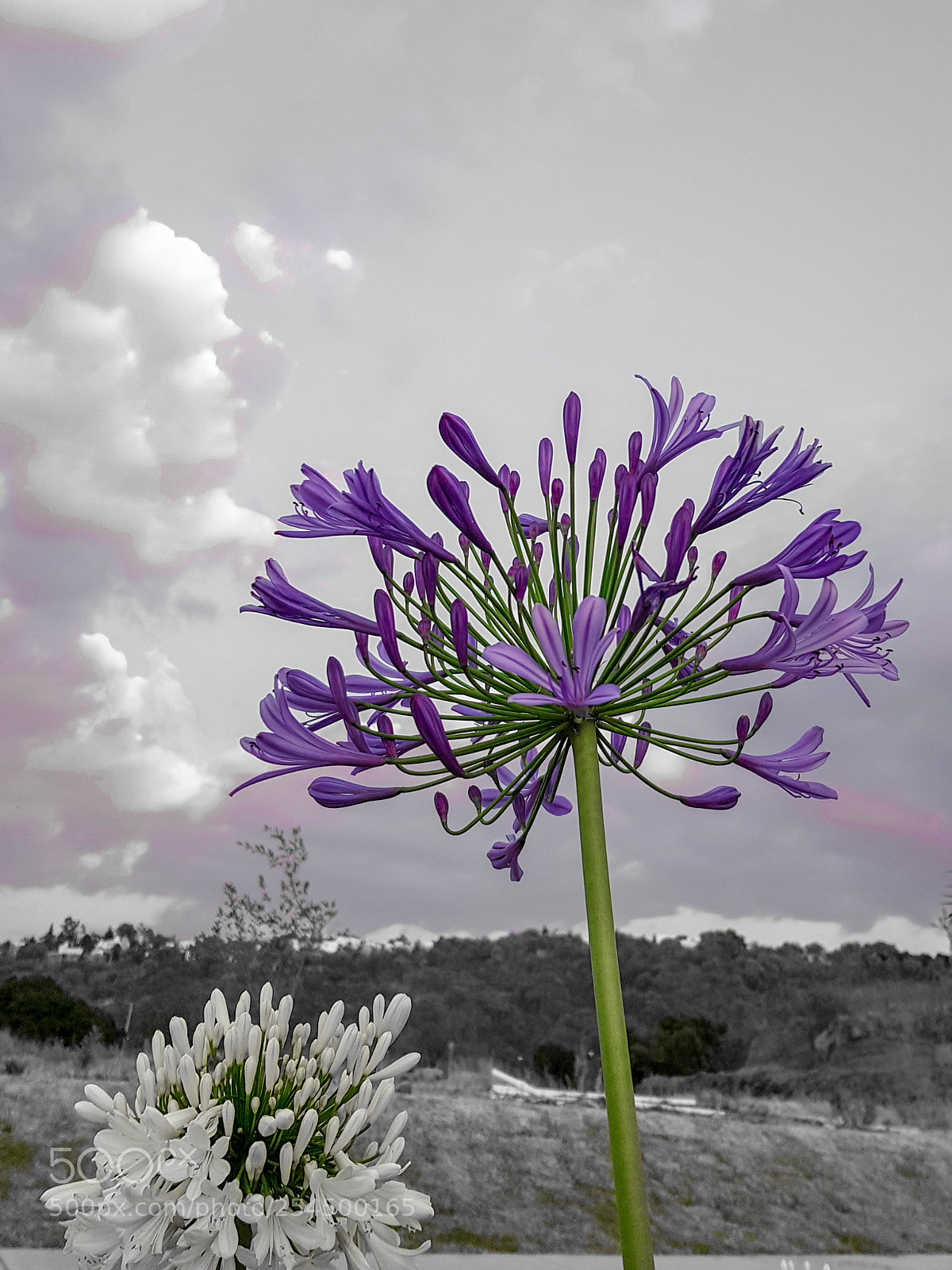 Samsung Galaxy S8 sample photo. Purple dream photography