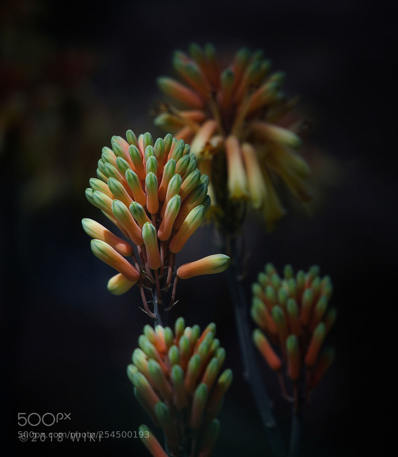 Sony a5100 sample photo. Aloe flower photography
