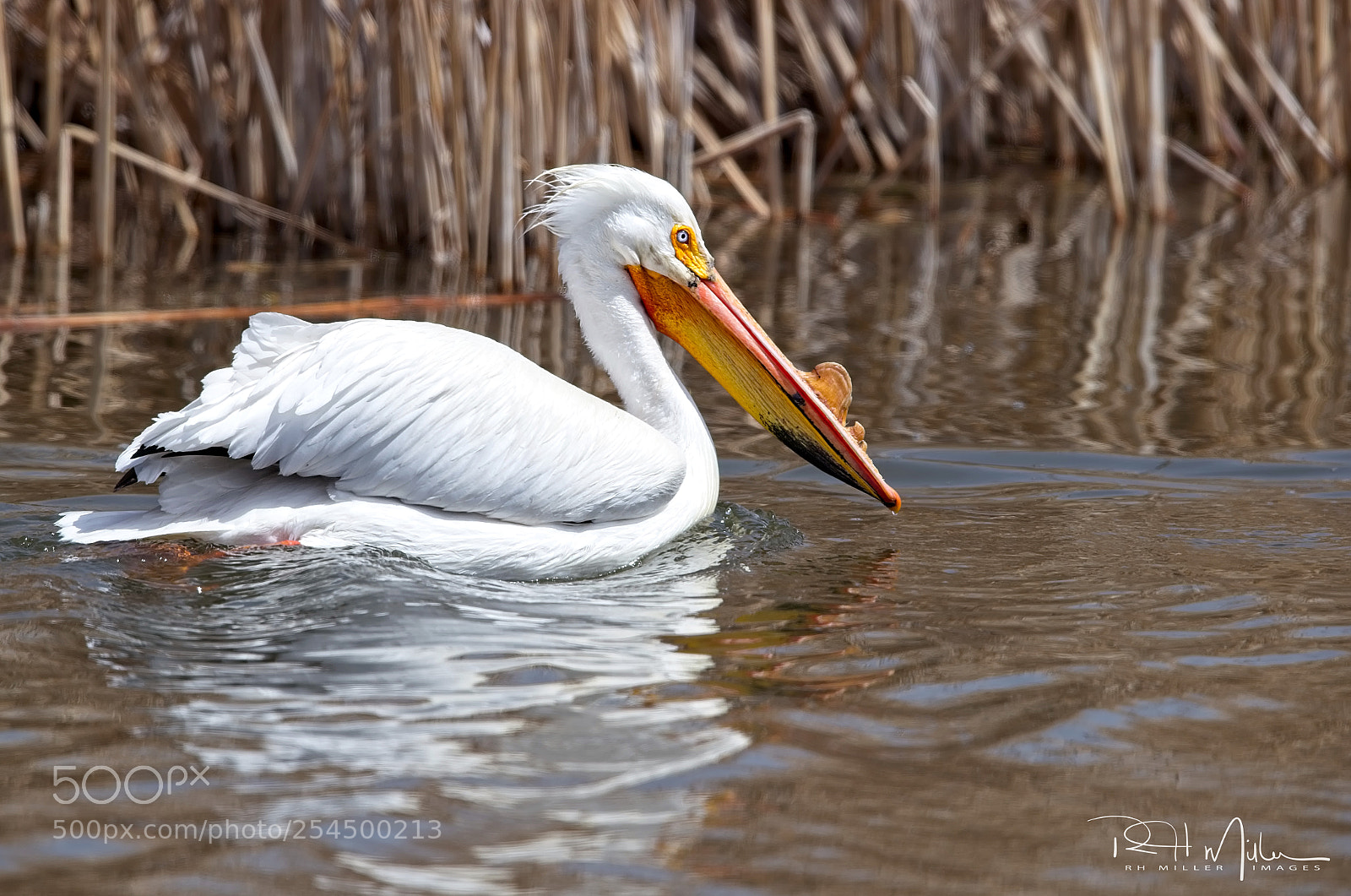 Canon EOS-1D X Mark II sample photo. American white pelican photography