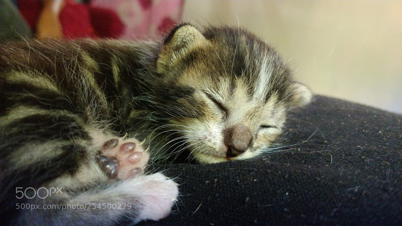 OnePlus 5 sample photo. Soft kitty, warm kitty photography