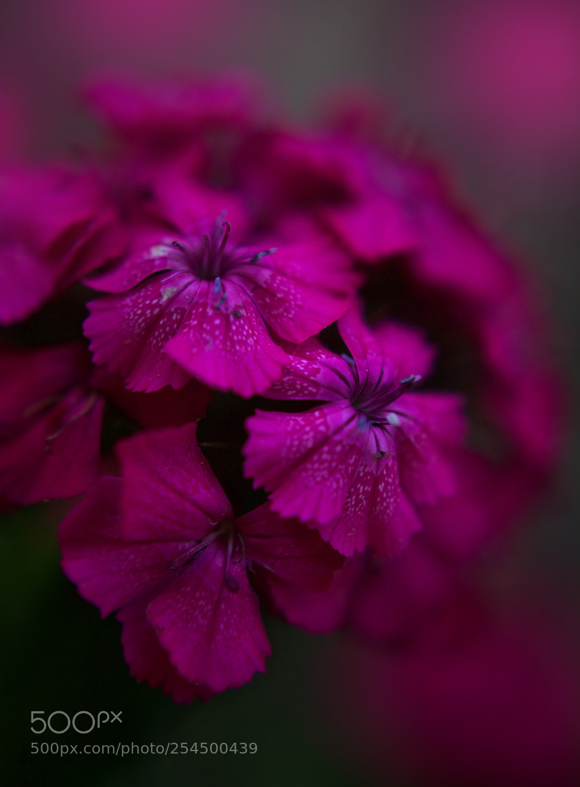 Canon EOS 5D Mark II sample photo. ^18*04{15} photography