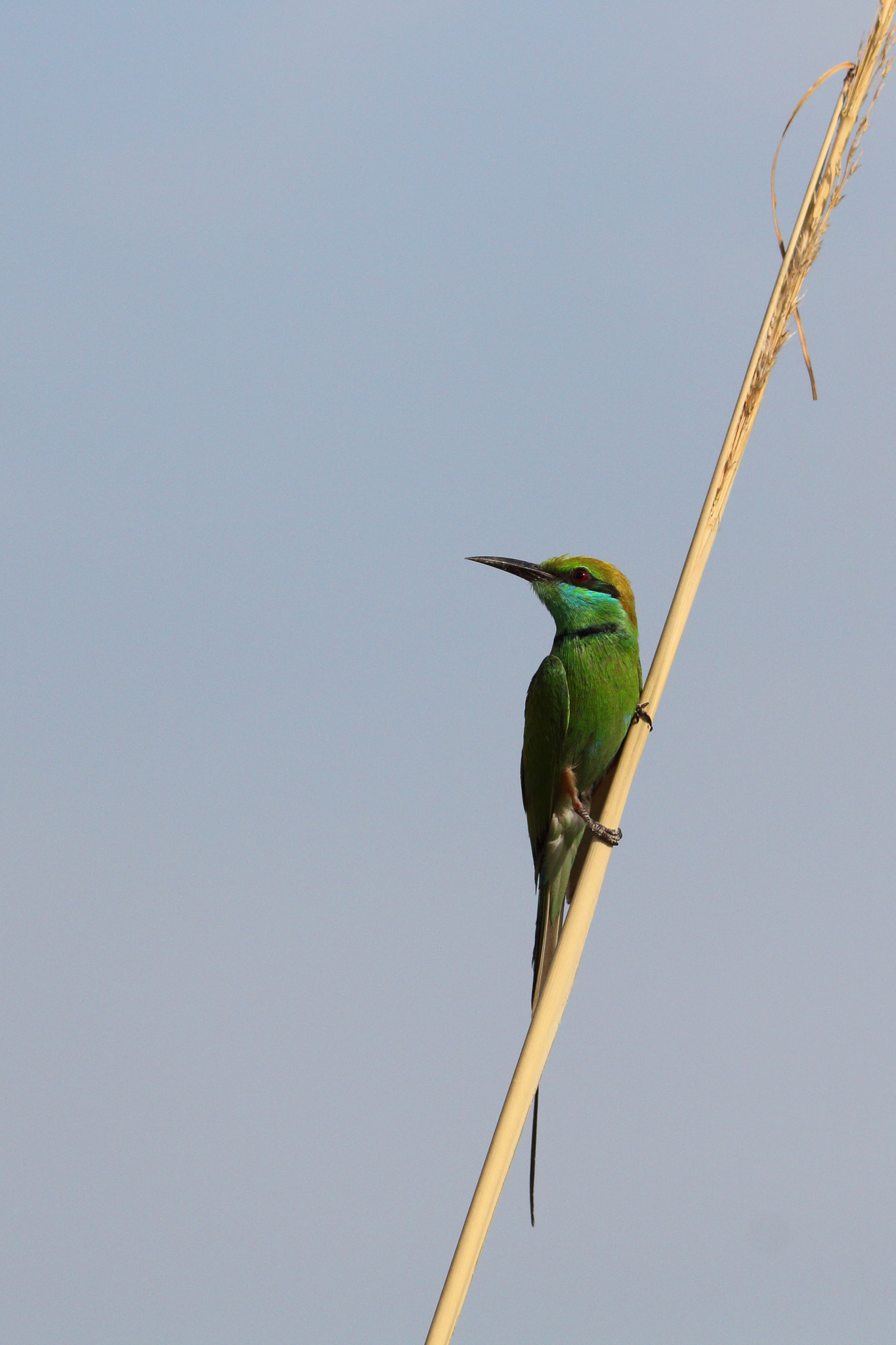 Canon EOS 70D + Canon EF 100-400mm F4.5-5.6L IS II USM sample photo. Green bee eater photography