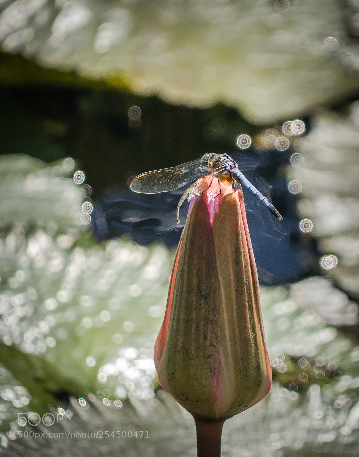 Sony a7 sample photo. Broken but beautiful photography
