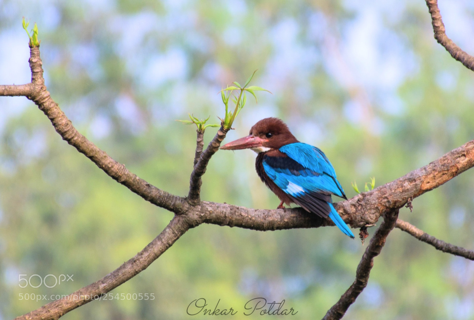 Nikon D7000 sample photo. Kingfisher photography
