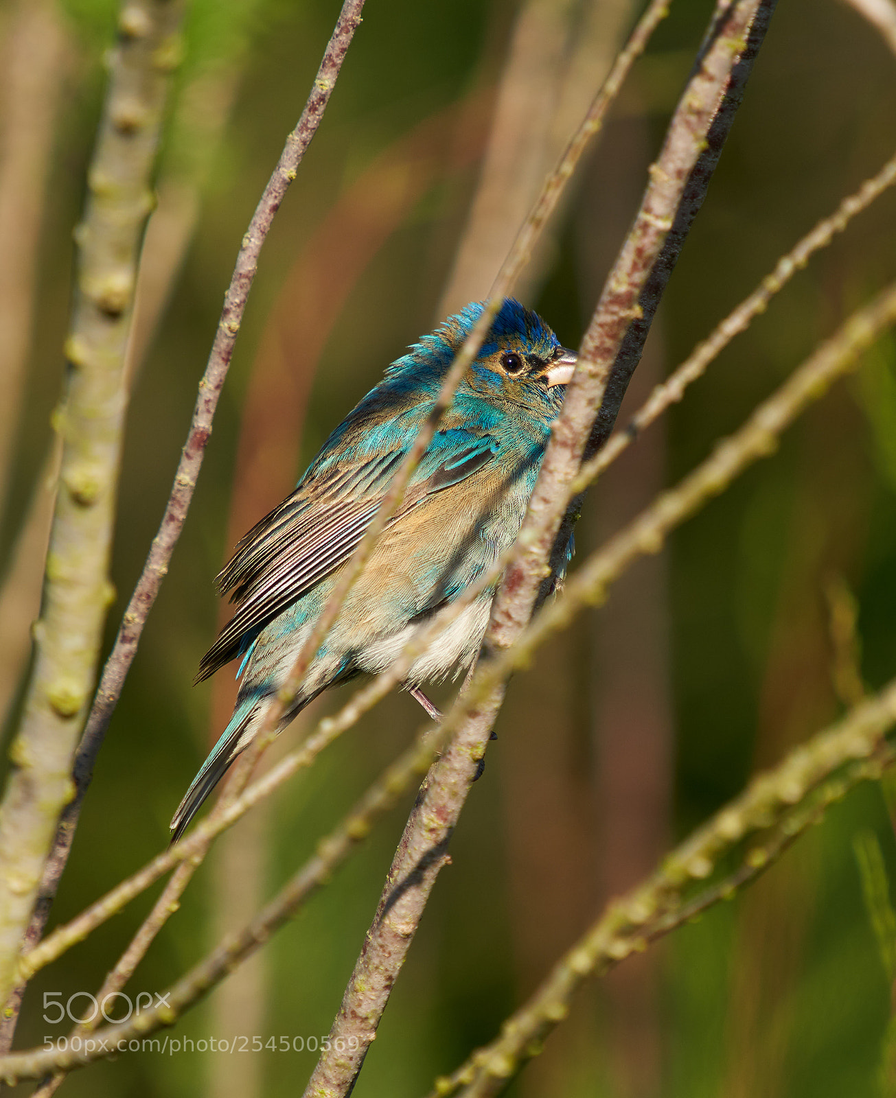 Sony a7R III sample photo. Indigo bunting photography