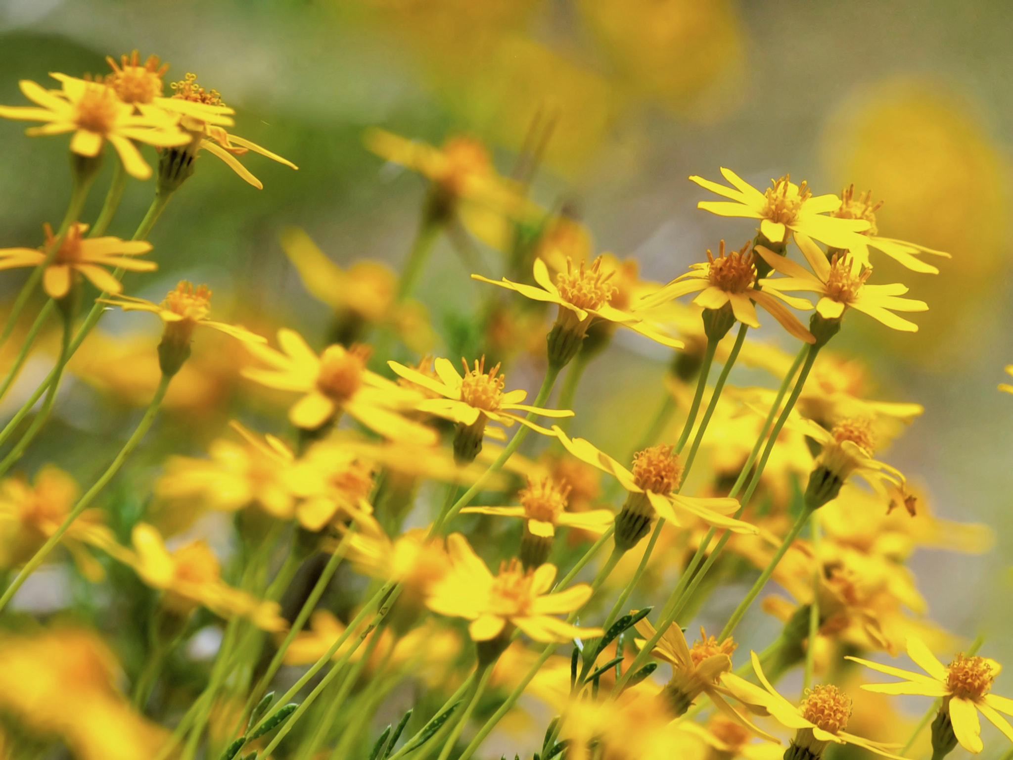 Olympus E-30 sample photo. A chorus of yellow photography