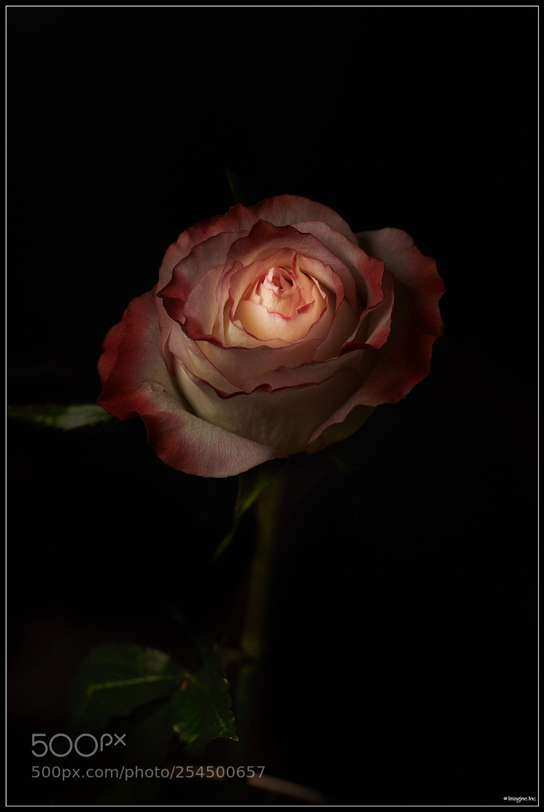 Nikon D850 sample photo. Inner glow photography
