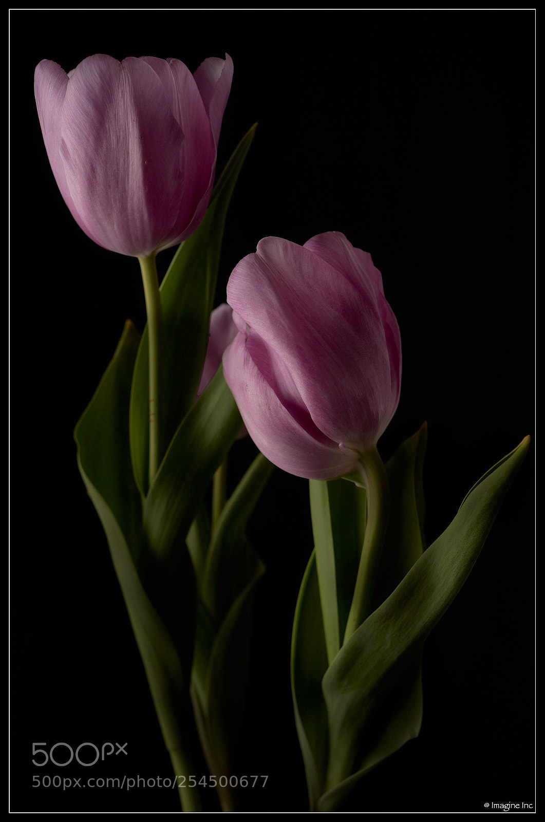 Nikon D810 sample photo. Untitled photography