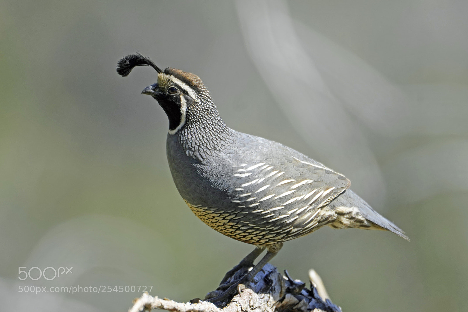 Sony a7R III sample photo. Quail photography