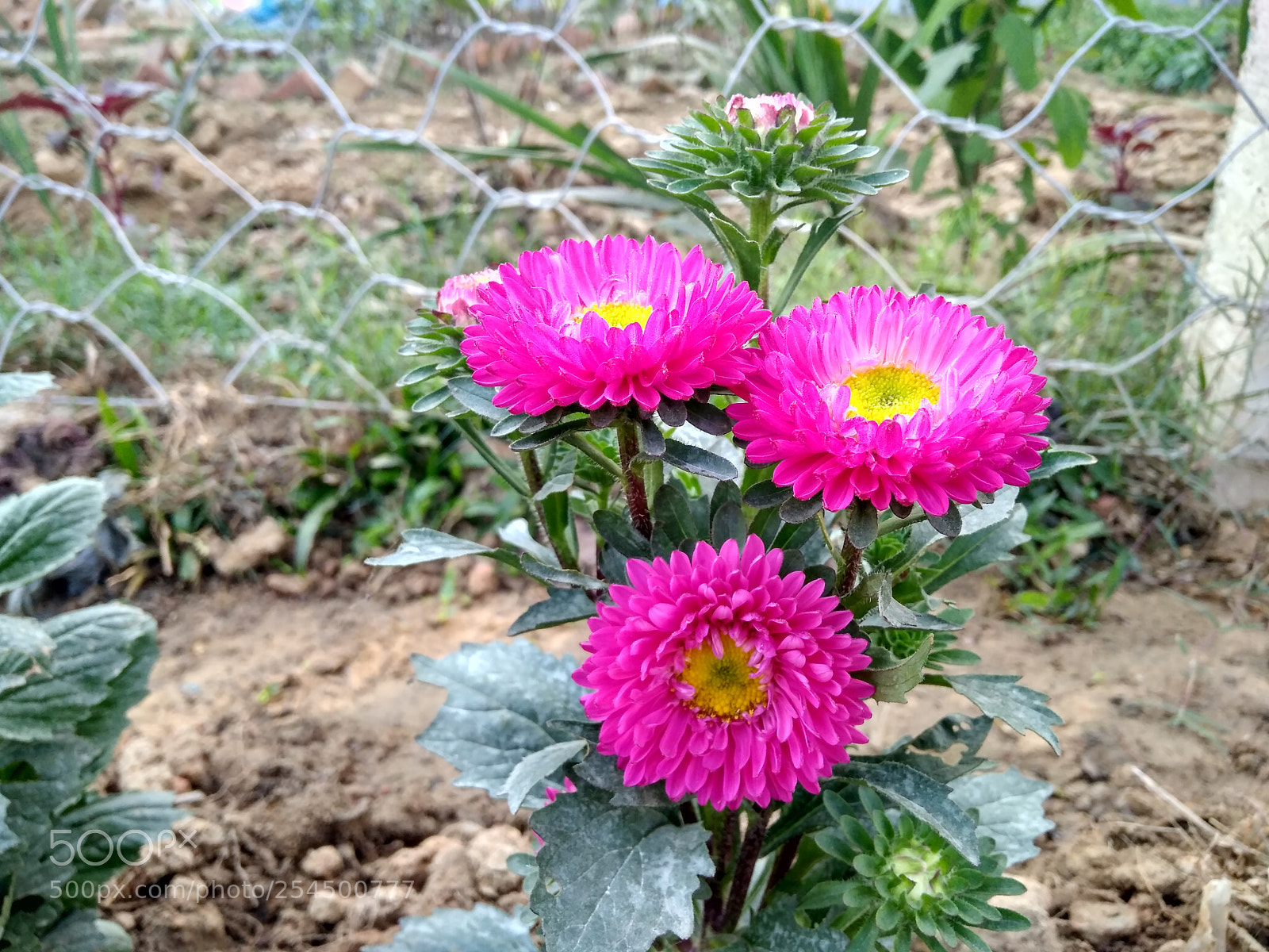Xiaomi Redmi 4 Pro sample photo. ...natural.. photography