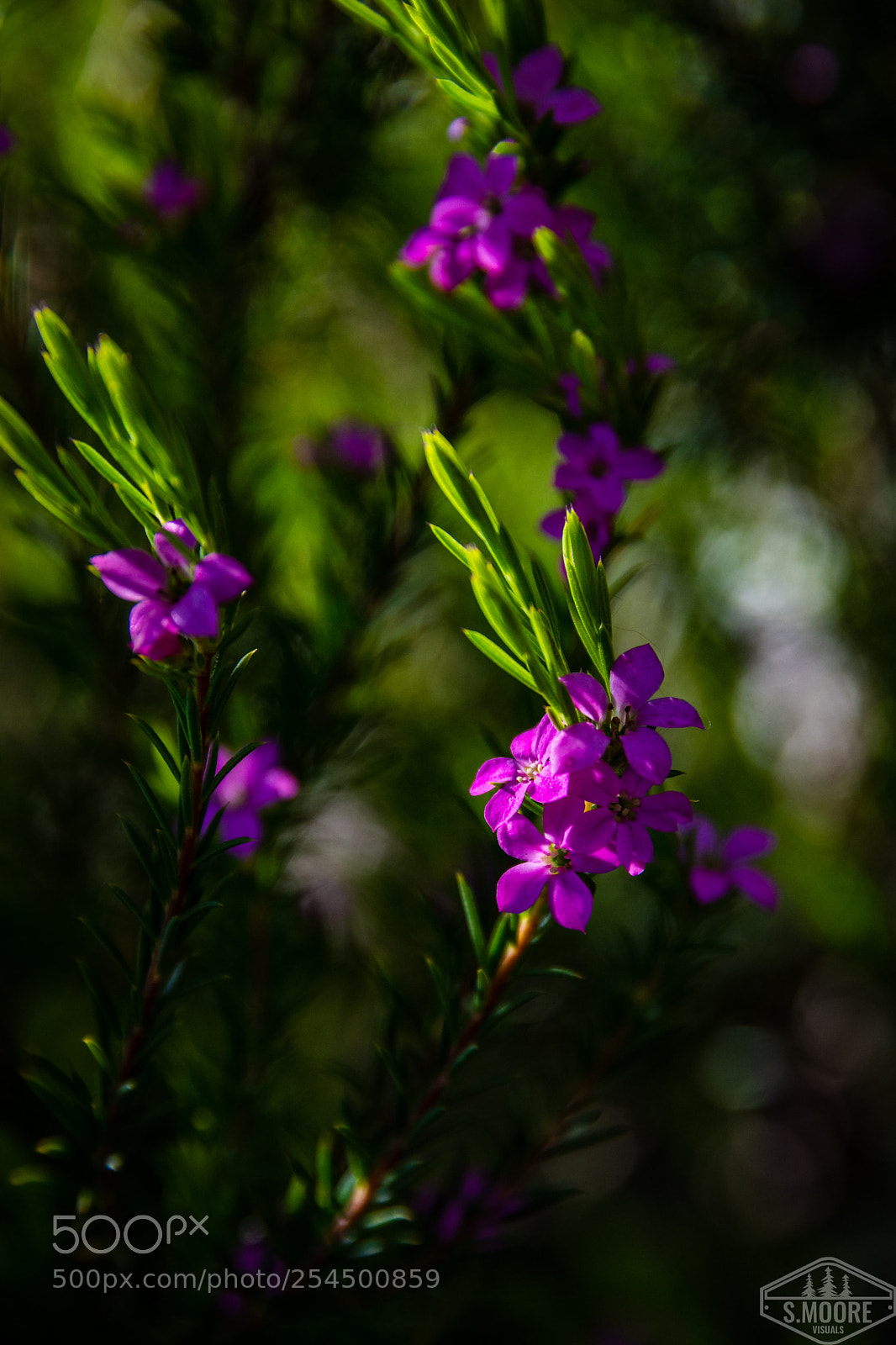 Nikon D7200 sample photo. Springtime bloom photography