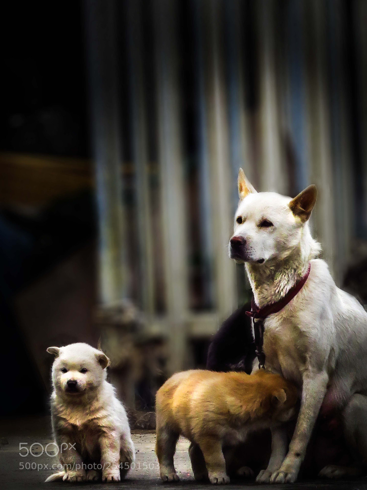 Canon PowerShot SX50 HS sample photo. Dog 01 photography