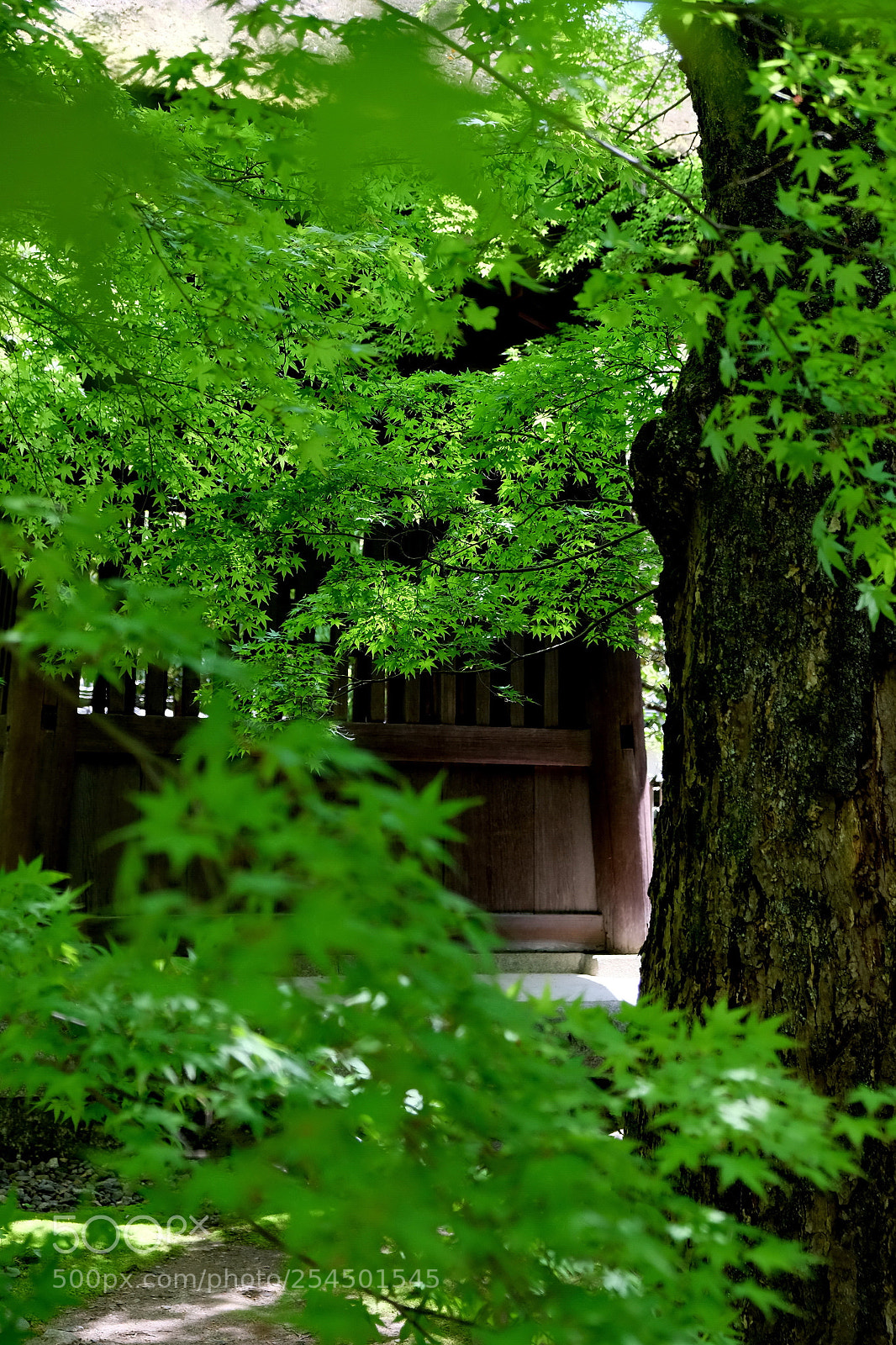 Fujifilm X-T1 sample photo. Temple's  garden photography