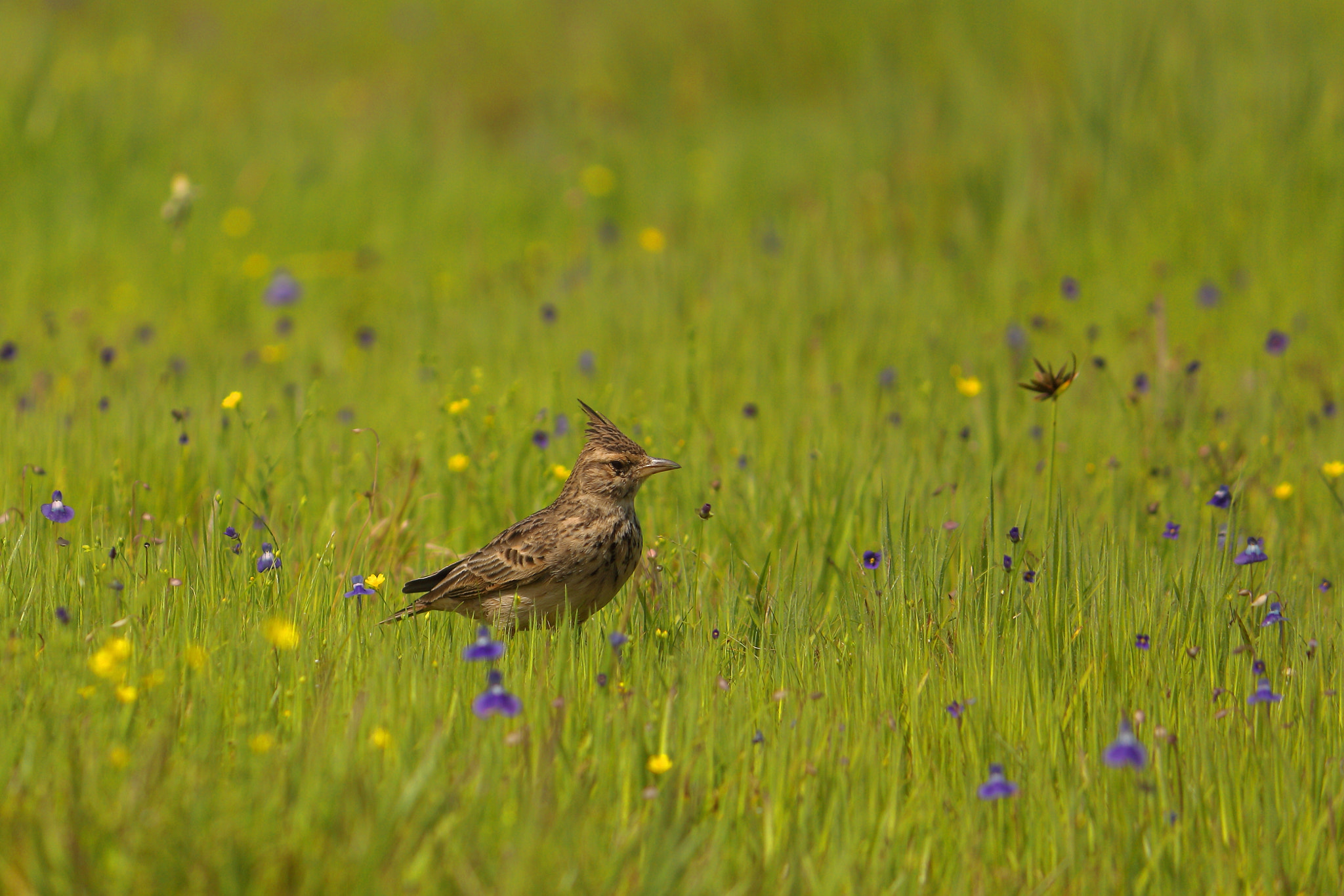 Canon EF-S 55-250mm F4-5.6 IS II sample photo. Malabar lark photography