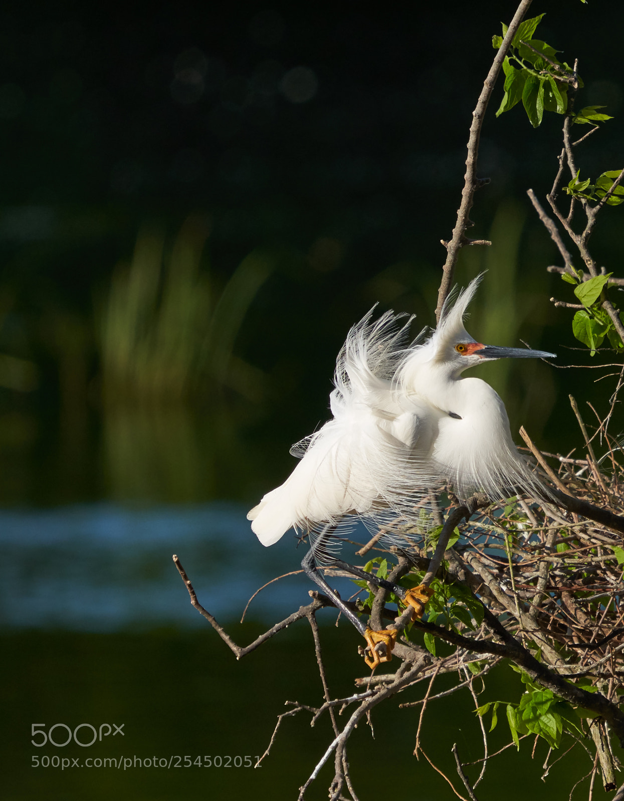 Sony a7R III sample photo. Snowy egret photography