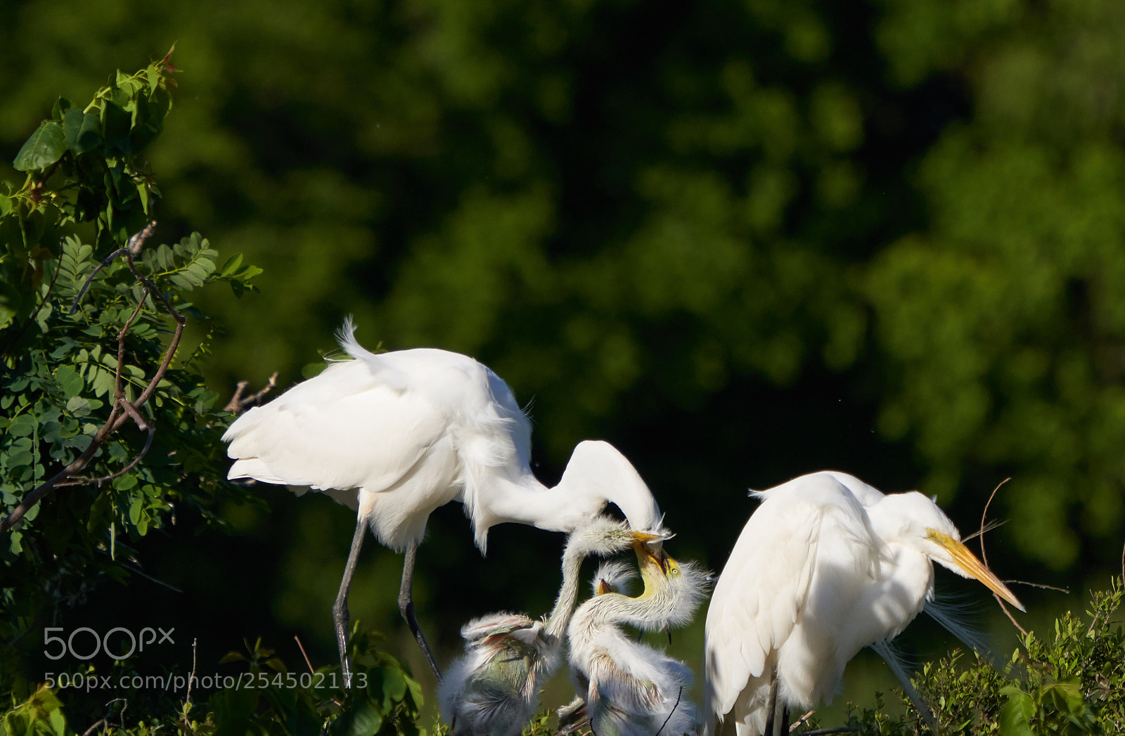 Sony a7R III sample photo. Great egret with chicks photography