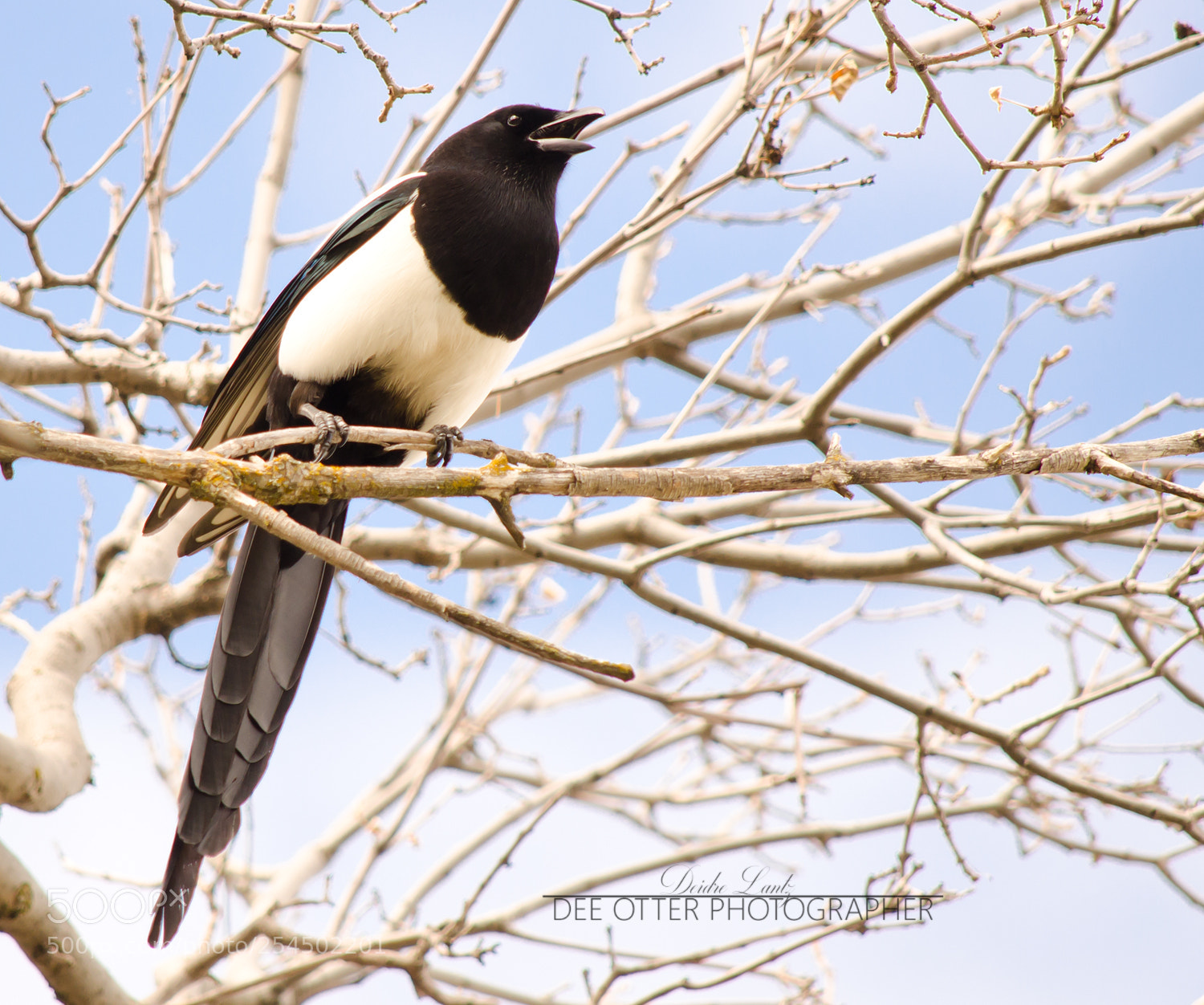 Nikon D5100 sample photo. Magpie calls photography
