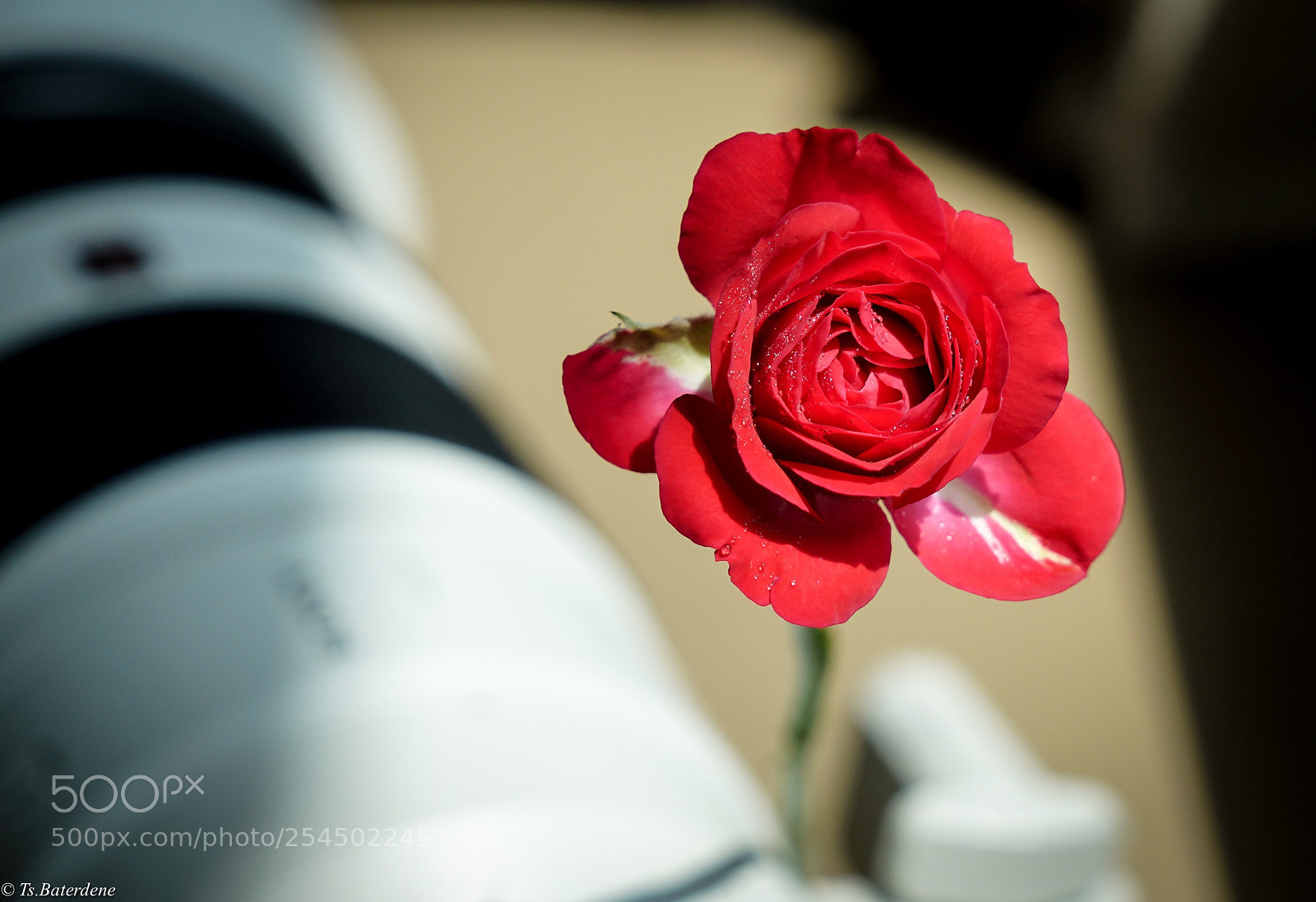 Sony a7R III sample photo. Flower and lens
 photography